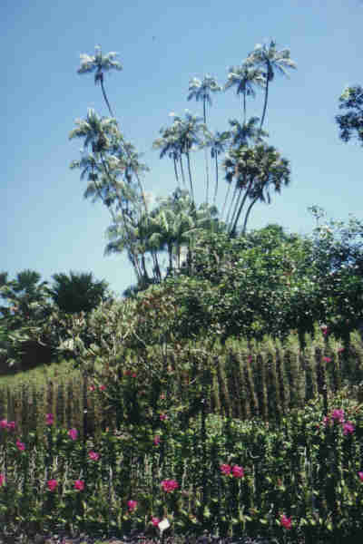 botanischer Garten in  Singapur