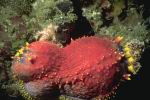 sea apple