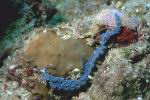 Fadenschnecke