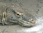 Komodo-Waran