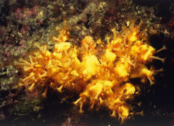flacher Geweihschwamm