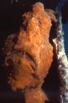 großer Anglerfisch