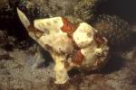 Anglerfisch