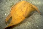 juveniler Fledermausfisch