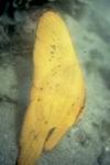 juveniler Fledermausfisch